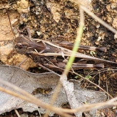 Oedaleus australis at Stromlo, ACT - 31 Jan 2022 04:43 PM