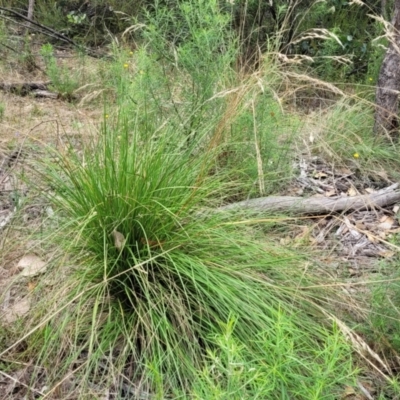 Rytidosperma pallidum (Red-anther Wallaby Grass) at Block 402 - 31 Jan 2022 by trevorpreston