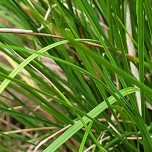 Rytidosperma pallidum at Molonglo Valley, ACT - 31 Jan 2022