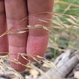 Rytidosperma pallidum at Molonglo Valley, ACT - 31 Jan 2022 04:40 PM