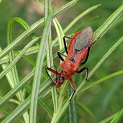 Gminatus australis (Orange assassin bug) at Block 402 - 31 Jan 2022 by trevorpreston