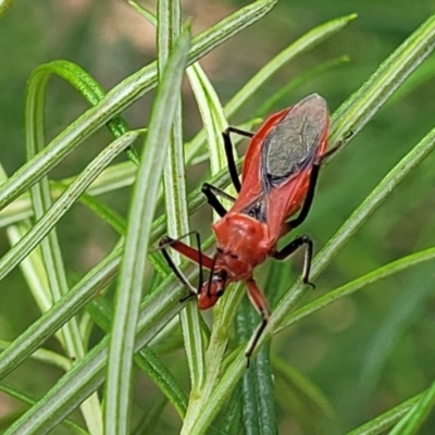 Gminatus australis (Orange assassin bug) at Molonglo Valley, ACT - 31 Jan 2022 by tpreston