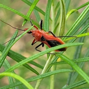 Gminatus australis at Molonglo Valley, ACT - 31 Jan 2022