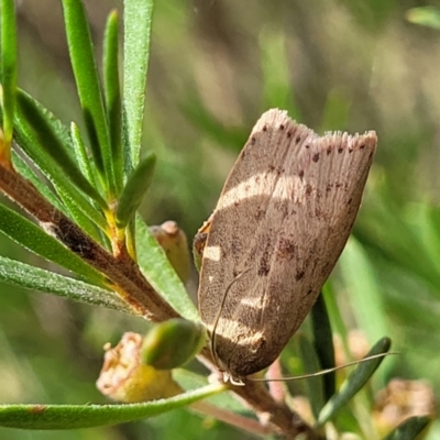 Chezala privatella (A Concealer moth) at Stromlo, ACT - 31 Jan 2022 by trevorpreston