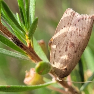 Chezala privatella at Stromlo, ACT - 31 Jan 2022 04:27 PM