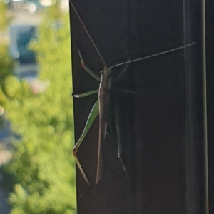 Conocephalus sp. (genus) at Canberra, ACT - 31 Jan 2022