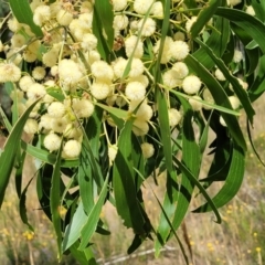 Acacia implexa (Hickory Wattle) at Stromlo, ACT - 31 Jan 2022 by tpreston