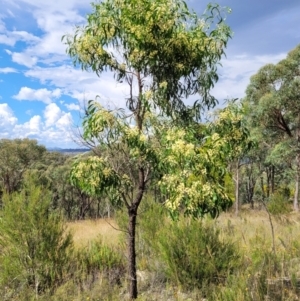 Acacia implexa at Stromlo, ACT - 31 Jan 2022