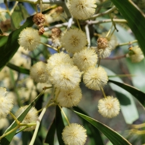 Acacia implexa at Stromlo, ACT - 31 Jan 2022