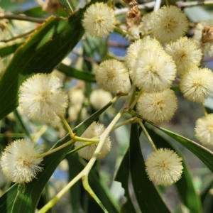 Acacia implexa at Stromlo, ACT - 31 Jan 2022 04:25 PM