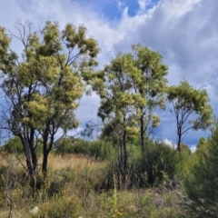 Acacia implexa at Stromlo, ACT - 31 Jan 2022 04:25 PM