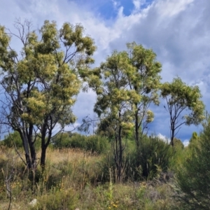 Acacia implexa at Stromlo, ACT - 31 Jan 2022