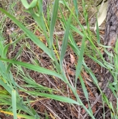 Stypandra glauca (Nodding Blue Lily) at Stromlo, ACT - 31 Jan 2022 by tpreston