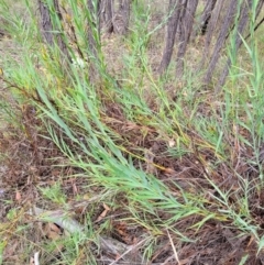 Stypandra glauca at Stromlo, ACT - 31 Jan 2022