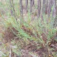 Stypandra glauca at Stromlo, ACT - 31 Jan 2022