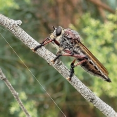 Neoaratus hercules (Robber fly) at Molonglo Valley, ACT - 31 Jan 2022 by tpreston