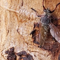 Neoaratus hercules at Molonglo Valley, ACT - 31 Jan 2022