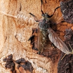 Neoaratus hercules at Molonglo Valley, ACT - 31 Jan 2022