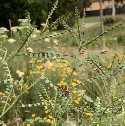 Scaptia (Scaptia) auriflua (A flower-feeding march fly) at Weston, ACT - 26 Dec 2021 by AliceH