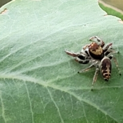 Opisthoncus sp. (genus) (Opisthoncus jumping spider) at Molonglo Valley, ACT - 31 Jan 2022 by trevorpreston