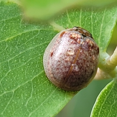 Paropsisterna m-fuscum (Eucalyptus Leaf Beetle) at Molonglo Valley, ACT - 31 Jan 2022 by tpreston