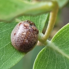 Paropsisterna m-fuscum at Molonglo Valley, ACT - 31 Jan 2022