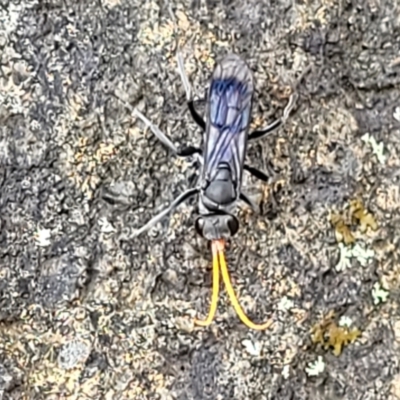 Pompilidae (family) (Unidentified Spider wasp) at Block 402 - 31 Jan 2022 by trevorpreston