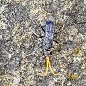 Pompilidae (family) at Molonglo Valley, ACT - 31 Jan 2022