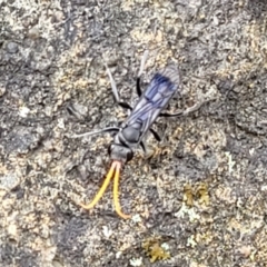 Pompilidae (family) at Molonglo Valley, ACT - 31 Jan 2022 04:02 PM