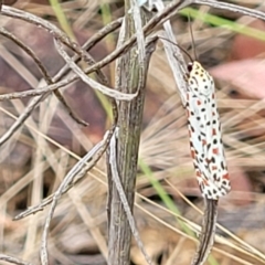 Utetheisa pulchelloides (Heliotrope Moth) at Molonglo Valley, ACT - 31 Jan 2022 by tpreston