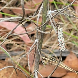 Utetheisa pulchelloides at Molonglo Valley, ACT - 31 Jan 2022