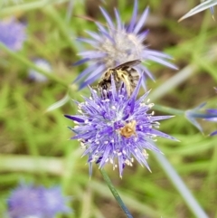 Lasioglossum (Chilalictus) sp. (genus & subgenus) (Halictid bee) at Weston, ACT - 30 Jan 2022 by AliceH