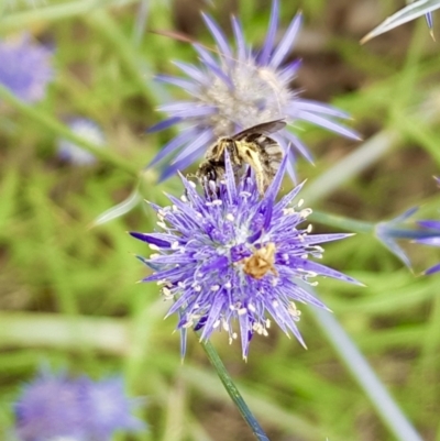 Lasioglossum (Chilalictus) sp. (genus & subgenus) (Halictid bee) at Fowles St. Woodland, Weston - 30 Jan 2022 by AliceH