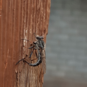 Cerdistus sp. (genus) at Weston, ACT - 26 Jan 2022