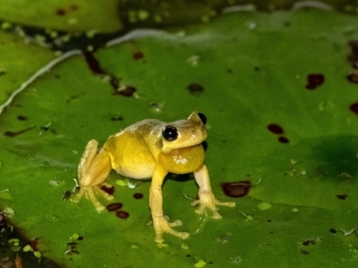 Litoria quiritatus (Screaming Tree Frog) at Penrose, NSW - 30 Jan 2022 by Aussiegall