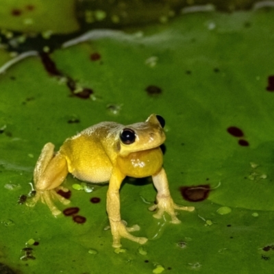 Litoria quiritatus (Screaming Tree Frog) at Penrose - 30 Jan 2022 by Aussiegall