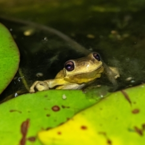 Litoria quiritatus at suppressed - suppressed
