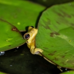 Litoria quiritatus at suppressed - suppressed