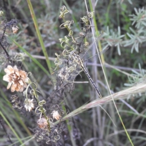 Austrogomphus guerini at QPRC LGA - 31 Jan 2022