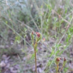 Speculantha rubescens (Blushing Tiny Greenhood) at Carwoola, NSW - 31 Jan 2022 by Liam.m