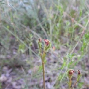 Speculantha rubescens at Carwoola, NSW - 31 Jan 2022