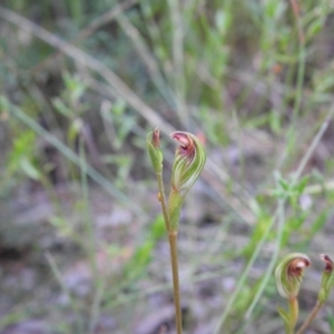 Speculantha rubescens at Carwoola, NSW - suppressed