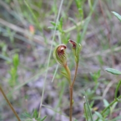 Speculantha rubescens at Carwoola, NSW - 31 Jan 2022