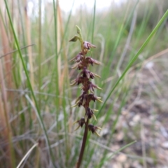 Corunastylis clivicola (Rufous midge orchid) at Carwoola, NSW - 31 Jan 2022 by Liam.m