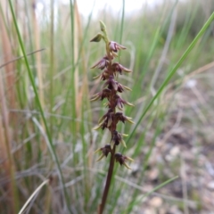 Corunastylis clivicola at Carwoola, NSW - 31 Jan 2022