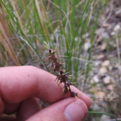 Corunastylis clivicola at Carwoola, NSW - 31 Jan 2022