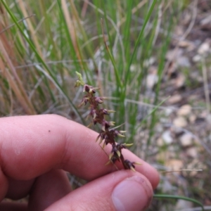 Corunastylis clivicola at Carwoola, NSW - suppressed