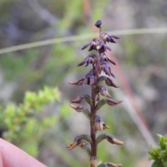 Corunastylis clivicola (Rufous midge orchid) at Carwoola, NSW - 31 Jan 2022 by Liam.m