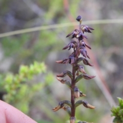 Corunastylis clivicola at Carwoola, NSW - 31 Jan 2022