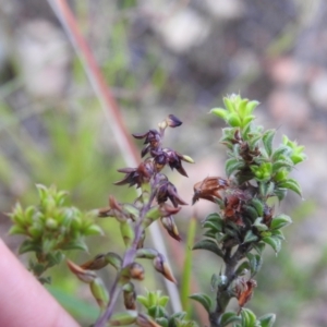 Corunastylis clivicola at Carwoola, NSW - 31 Jan 2022